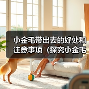 小金毛带出去的好处和注意事项（探究小金毛带出去的益处和必须留心的事项）（图4）