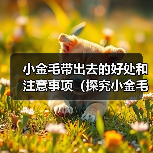 小金毛带出去的好处和注意事项（探究小金毛带出去的益处和必须留心的事项）