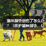 猫咪脚垫划伤了怎么办？（保护猫咪脚垫，让它们健康快乐！）