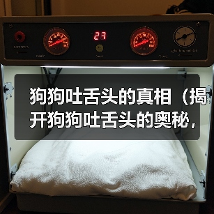 狗狗吐舌头的真相(揭开狗狗吐舌头的奥秘,6个关键真相一览无余)(图2) 狗狗吐舌头的真相(揭开狗狗吐舌头的奥秘,6个关键真相一览无余)(图2)