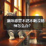 猫咪感冒不吃不喝没精神怎么办?(图4) 猫咪感冒不吃不喝没精神怎么办?(图4)