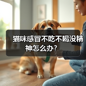 猫咪感冒不吃不喝没精神怎么办?(图2) 猫咪感冒不吃不喝没精神怎么办?(图2)