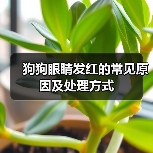 狗狗眼睛发红的常见原因及处理方式(图2) 狗狗眼睛发红的常见原因及处理方式(图2)