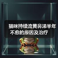 猫咪持续流黄鼻涕半年不愈的原因及治疗(图2) 猫咪持续流黄鼻涕半年不愈的原因及治疗(图2)