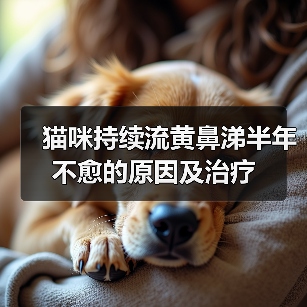 猫咪持续流黄鼻涕半年不愈的原因及治疗