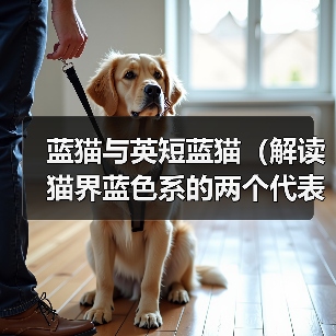 蓝猫与英短蓝猫（解读猫界蓝色系的两个代表品种）