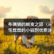 布偶猫的蜕变之旅（从毛茸茸的小猫到优雅迷人的布偶猫）