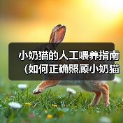 小奶猫的人工喂养指南(如何正确照顾小奶猫成长健康)(图4) 小奶猫的人工喂养指南(如何正确照顾小奶猫成长健康)(图4)