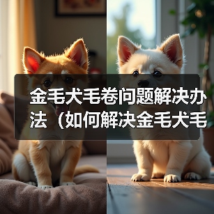 金毛犬毛卷问题解决办法(如何解决金毛犬毛卷问题)(图4) 金毛犬毛卷问题解决办法(如何解决金毛犬毛卷问题)(图4)