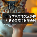 小猫下巴黑渣怎么处理？分轻重程度科学应对！