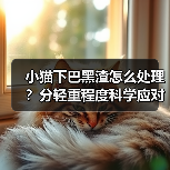 小猫下巴黑渣怎么处理?分轻重程度科学应对!(图4) 小猫下巴黑渣怎么处理?分轻重程度科学应对!(图4)