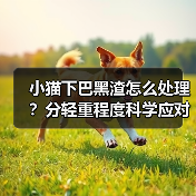 小猫下巴黑渣怎么处理?分轻重程度科学应对!(图3) 小猫下巴黑渣怎么处理?分轻重程度科学应对!(图3)