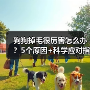 狗狗掉毛很厉害怎么办？5个原因+科学应对指南