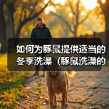 如何为豚鼠提供适当的冬季洗澡（豚鼠洗澡的正确方法及注意事项）（图4）