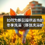如何为豚鼠提供适当的冬季洗澡（豚鼠洗澡的正确方法及注意事项）（图3）