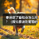 泰迪吃了葡萄会怎么样?(探究泰迪吃葡萄的影响及注意事项)(图3) 泰迪吃了葡萄会怎么样?(探究泰迪吃葡萄的影响及注意事项)(图3)