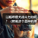 以斯塔福犬战斗力如何？（挖掘这个品种的潜力，探究其战斗能力的来源）（图2）