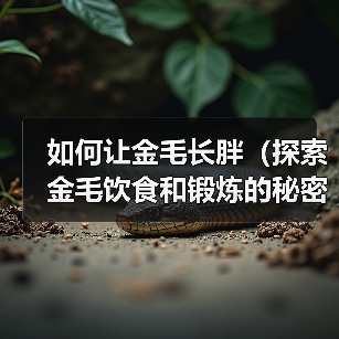 如何让金毛长胖（探索金毛饮食和锻炼的秘密）