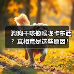 狗狗干咳像喉咙卡东西?真相竟是这些原因!(图3) 狗狗干咳像喉咙卡东西?真相竟是这些原因!(图3)
