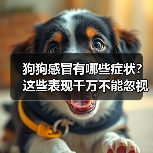 狗狗感冒有哪些症状？这些表现千万不能忽视！