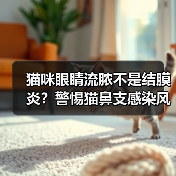 猫咪眼睛流脓不是结膜炎?警惕猫鼻支感染风险(图2) 猫咪眼睛流脓不是结膜炎?警惕猫鼻支感染风险(图2)