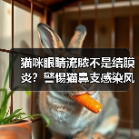 猫咪眼睛流脓不是结膜炎?警惕猫鼻支感染风险(图3) 猫咪眼睛流脓不是结膜炎?警惕猫鼻支感染风险(图3)