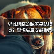 猫咪眼睛流脓不是结膜炎?警惕猫鼻支感染风险(图4) 猫咪眼睛流脓不是结膜炎?警惕猫鼻支感染风险(图4)