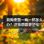 狗狗走路一瘸一拐怎么办?这些原因要警惕!(图4) 狗狗走路一瘸一拐怎么办?这些原因要警惕!(图4)