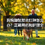 狗狗脚趾发炎红肿怎么办?正确用药和护理全攻略(图4) 狗狗脚趾发炎红肿怎么办?正确用药和护理全攻略(图4)