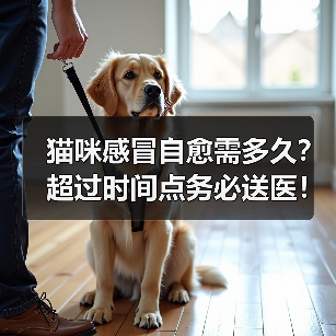 猫咪感冒自愈需多久?超过时间点务必送医!(图2) 猫咪感冒自愈需多久?超过时间点务必送医!(图2)