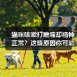 猫咪咳嗽打喷嚏却精神正常？这些原因你可能不知道