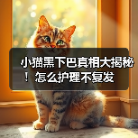 小猫黑下巴真相大揭秘!怎么护理不复发(图2) 小猫黑下巴真相大揭秘!怎么护理不复发(图2)
