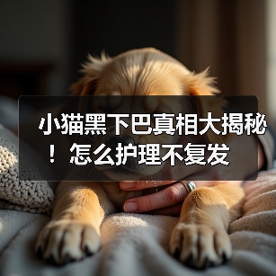 小猫黑下巴真相大揭秘!怎么护理不复发(图4) 小猫黑下巴真相大揭秘!怎么护理不复发(图4)