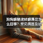 狗狗眼睛流脓眼屎是怎么回事?常见病因及处理方法揭秘!(图2) 狗狗眼睛流脓眼屎是怎么回事?常见病因及处理方法揭秘!(图2)