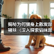 揭秘为何猫身上散发尿骚味（深入探索猫咪尿骚味的成因与解决方案）