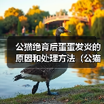公猫绝育后蛋蛋发炎的原因和处理方法(公猫绝育术后蛋蛋感染的症状及预防措施)(图2) 公猫绝育后蛋蛋发炎的原因和处理方法(公猫绝育术后蛋蛋感染的症状及预防措施)(图2)