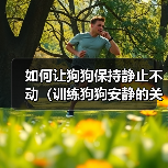 如何让狗狗保持静止不动(训练狗狗安静的关键技巧)(图4) 如何让狗狗保持静止不动(训练狗狗安静的关键技巧)(图4)