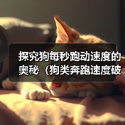 探究狗每秒跑动速度的奥秘（狗类奔跑速度破解与训练关键技巧）