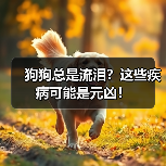 狗狗总是流泪?这些疾病可能是元凶!(图4) 狗狗总是流泪?这些疾病可能是元凶!(图4)