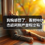 狗狗感冒了,看精神状态能判断严重程度吗?(图1) 狗狗感冒了,看精神状态能判断严重程度吗?(图1)