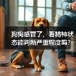 狗狗感冒了,看精神状态能判断严重程度吗?(图2) 狗狗感冒了,看精神状态能判断严重程度吗?(图2)