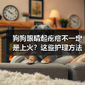 狗狗眼睛起疙瘩不一定是上火?这些护理方法超实用!(图4) 狗狗眼睛起疙瘩不一定是上火?这些护理方法超实用!(图4)