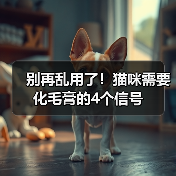 别再乱用了!猫咪需要化毛膏的4个信号(图4) 别再乱用了!猫咪需要化毛膏的4个信号(图4)
