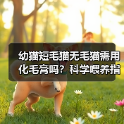 幼猫短毛猫无毛猫需用化毛膏吗？科学喂养指南（图4）