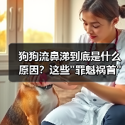 狗狗流鼻涕到底是什么原因？这些