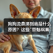 狗狗流鼻涕到底是什么原因？这些