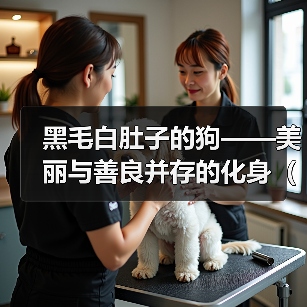 黑毛白肚子的狗——美丽与善良并存的化身(黑毛白肚子狗的特征及饲养指南)(图3) 黑毛白肚子的狗——美丽与善良并存的化身(黑毛白肚子狗的特征及饲养指南)(图3)