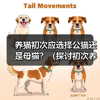 养猫初次应选择公猫还是母猫?(探讨初次养猫时选择公猫或母猫的利与弊)(图4) 养猫初次应选择公猫还是母猫?(探讨初次养猫时选择公猫或母猫的利与弊)(图4)