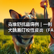 克维舒抗菌病例 | 一例犬跳蚤叮咬性皮炎(FAD)的病例分析(图1) 克维舒抗菌病例 | 一例犬跳蚤叮咬性皮炎(FAD)的病例分析(图1)