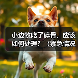 小边牧吃了碎骨,应该如何处理?(紧急情况下的急救措施及后续处理方法)(图4) 小边牧吃了碎骨,应该如何处理?(紧急情况下的急救措施及后续处理方法)(图4)